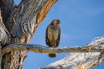 Red-Tailed Hawk (Buteo jamaicensis) Juvenile Perched