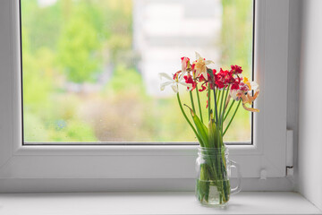 Sluggish spring bouquet of red tulips on a white windowsill. The concept of aging, withering, copy space