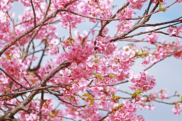 Spring Cherry blossoms, pink flowers.