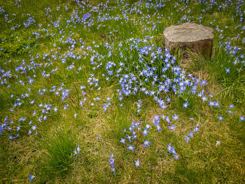 Beautiful green spring grass lawn with many fresh blue Scilla flowers.