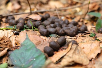 Deer droppings in forest. Doe poop (female deer) in Beskidy mountains, Poland.
