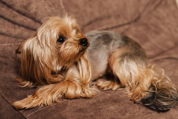 yorkshire terrier. yorkie. dog on the couch.