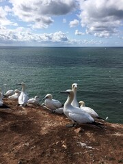 Basstölpel (Morus bassanus) leben und brüten seit 1991 auf den Klippen der Nordseeinsel Helgoland.