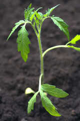 A grown plant that begins to gain strength and grow. In the black land. Closeup