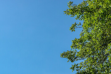 Obraz premium Part of a walnut canopy with thick green leaves against the clean blue sky. Green leaves against blue sky.