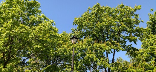 Green trees in the park