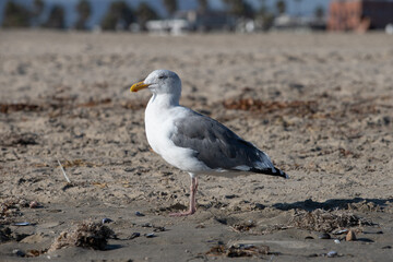 seagull on the beach