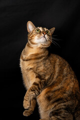 Wide shot of tabby cat sitting, with raised paws, looking up, on black background, in portrait, with copy space