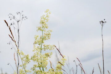 Summer plants against the sky