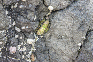 Closeup of barnacles on a rock near the beach in Eastern Australia.