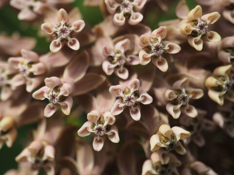 Close up of a Asclepias syriaca flower - Common milkweed