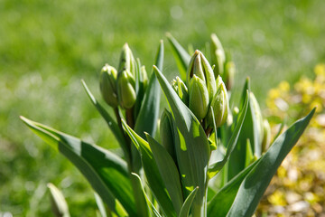 Obraz premium Springtime tulip buds in a park.