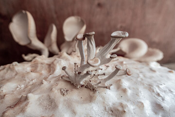 Cultivation of oyster mushroom (Pleurotus ostreatus).