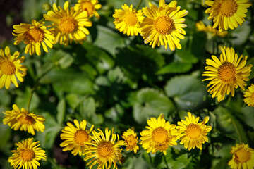 The frame of yellow flowers.