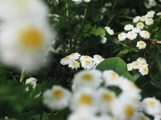 Close up of a white flowers