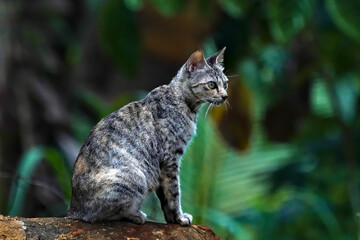 Cat in a forest sitting on a stone