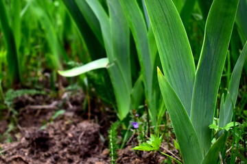 iris leaves in the flowerbed