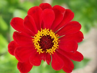 Close up of a red flower - Zinnia elegans