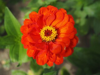 Close up of an orange flower - Zinnia elegans
