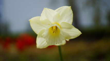 Fototapeta premium Flower