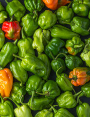 Plakat habanero chili peppers, ripe and unripe hot variety of capsicum chinense, green, orange and red color fruits, natural background