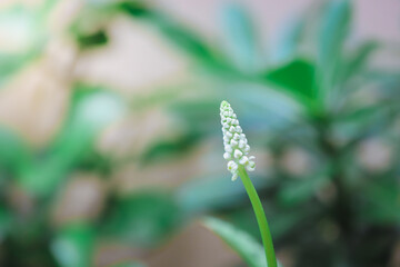 Rich flowers do not quit, (DRIMIOPSIS MACULATE LINDL. & PAXTON), It is believed that it will help promote wealth, fortune, and get money and work. And trade to make more wealth . space for text