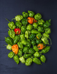 habanero chili peppers, ripe and unripe hot variety of capsicum chinense, green, orange and red color fruits on a dark surface