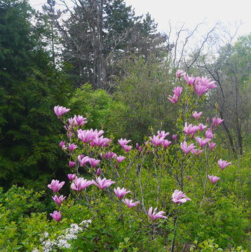 Nature photo flowering mangolia pink bush in green garden.