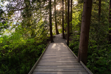 View of a Path in the woods with green fresh trees in Shoreline Trail, Port Moody, Greater Vancouver, British Columbia, Canada. Trail in a Modern City during a Sunny Evening.