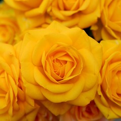 商用で使える黄色い薔薇の正方形写真