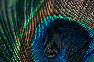 Closeup of beautiful and colorful peacock feathers. 