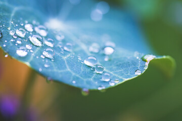 Environment, freshness and nature concept: Macro of big waterdrops on green leaf after rain. Beautiful leaf texture.