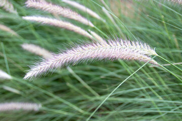 Fluffy spikelet of fountain grass against blurred green background. Selective focus