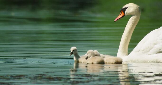Family of swans on Soderica Lake, Croatia