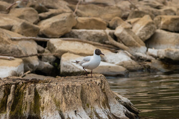 Seagull at the lake of Constance in Switzerland 28.4.2021