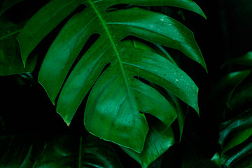 Tropical dark green leaf, large foliage, abstract green texture, nature background for wallpaper