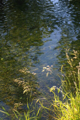 Wild plants growing by near a river, illuminated by warm sunlight. Selective focus.