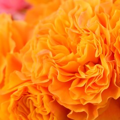 商用で使える薔薇の正方形写真