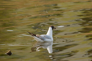 Seagull at the lake of Constance in Switzerland 28.4.2021