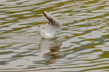 Seagull at the lake of Constance in Switzerland 28.4.2021