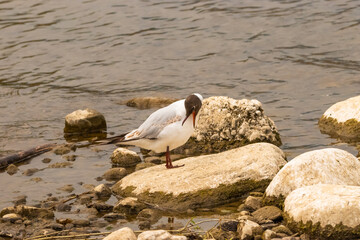Seagull at the lake of Constance in Switzerland 28.4.2021