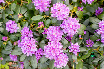 A large bush blooming Rhododendron in the botanical garden. Many pink flowers Rhododendron, beautiful background.Flowerbed with gently pink Azalea in spring park.