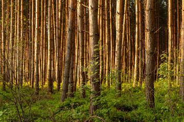 wysokopienny las iglasty w klimacie umiarkowanym - obrazy, fototapety, plakaty