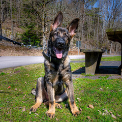 A dog portrait of a happy four months old German Shepherd puppy on green grass. Working line breed