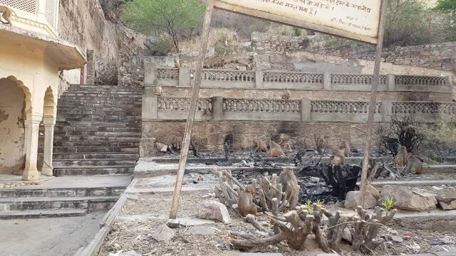 Monkey Temple Ruins with Macaques