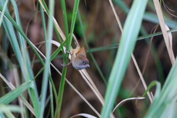 Jerdon's babbler (Chrysomma altirostre) at Jia grassland, Roing, Arunachal Pradesh, India