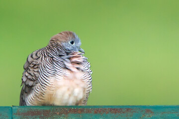 Zebra dove on a roof