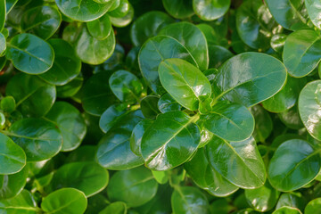 Fototapeta na wymiar leaves of the plant mirror bush outdoors croposma repens