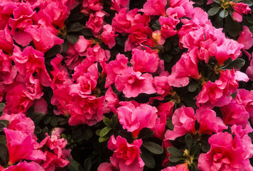 Azalée d'intérieur, azalée 'Delicates Saumona'