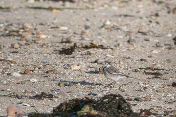 wagtail bird standing on the beach outdoor motacilla alba
